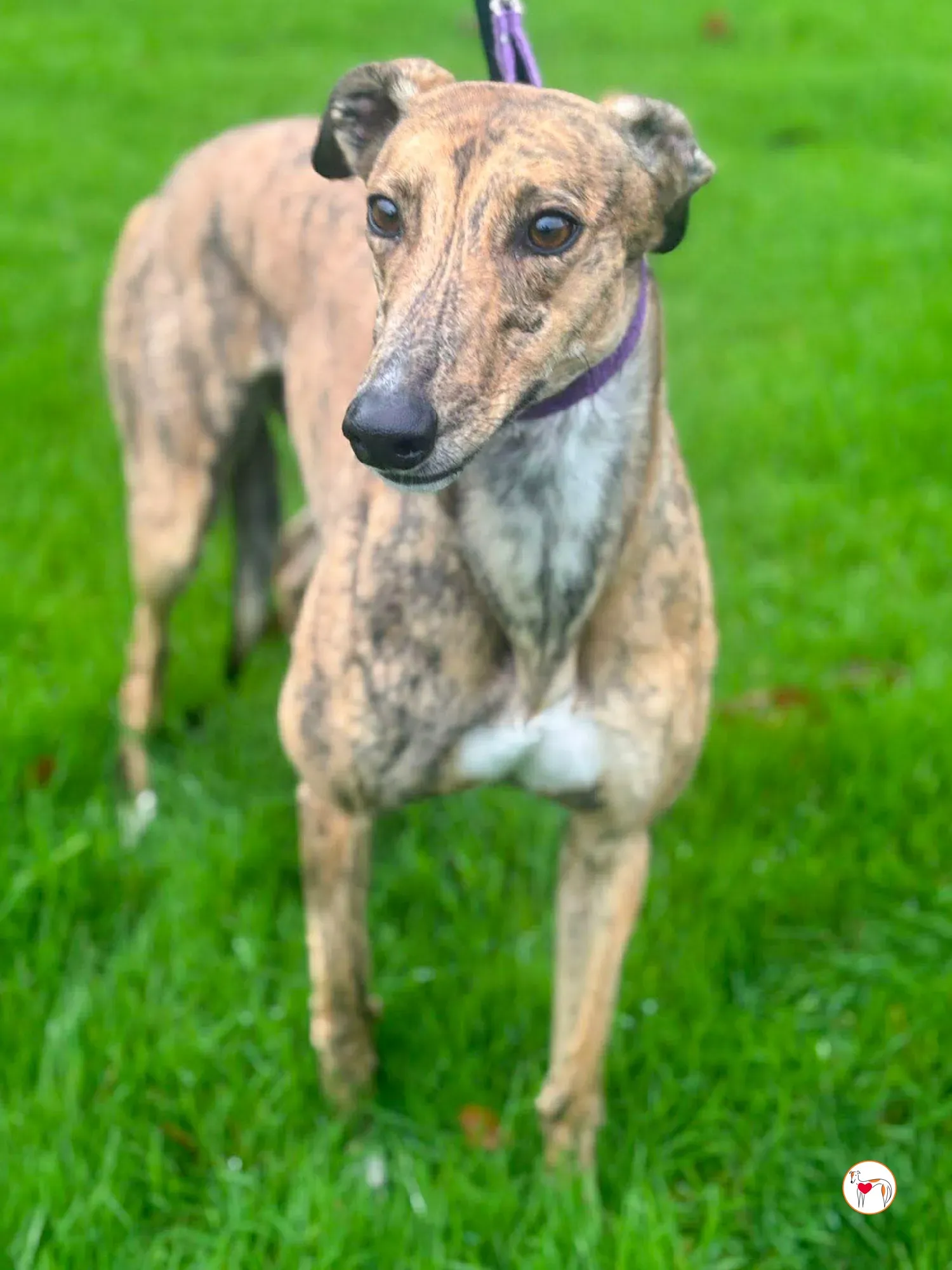 lulu grey adozione 5