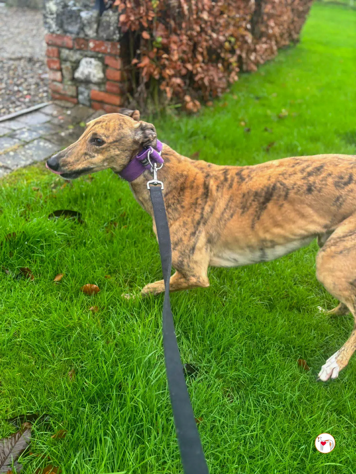 lulu grey adozione 6