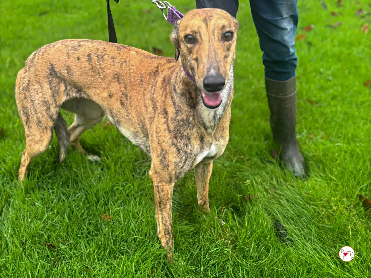 lulu grey adozione 7