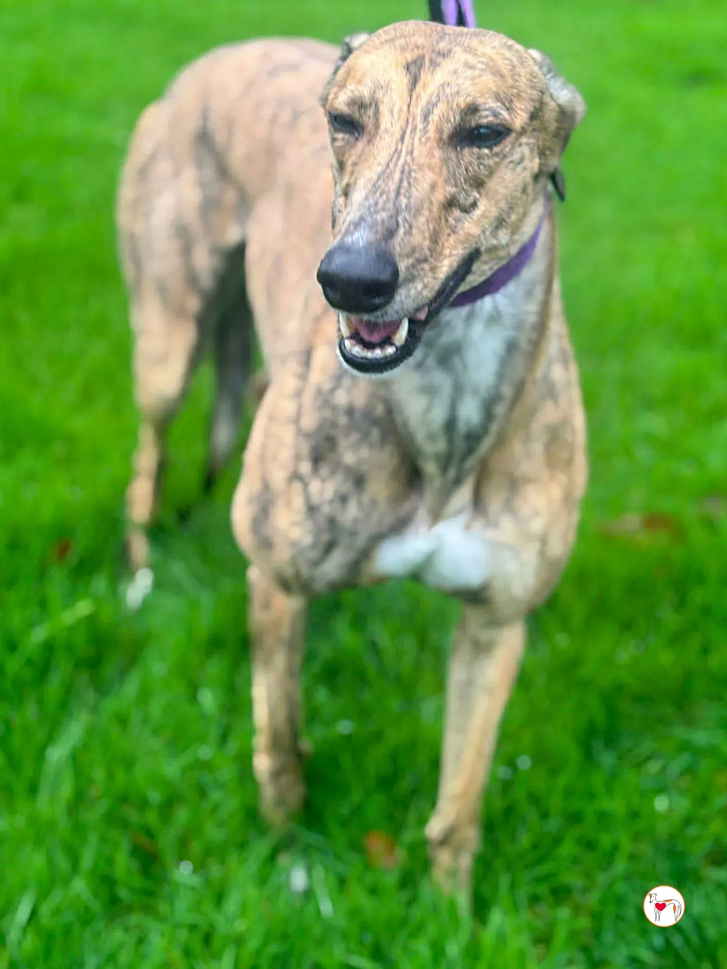 lulu grey adozione 8