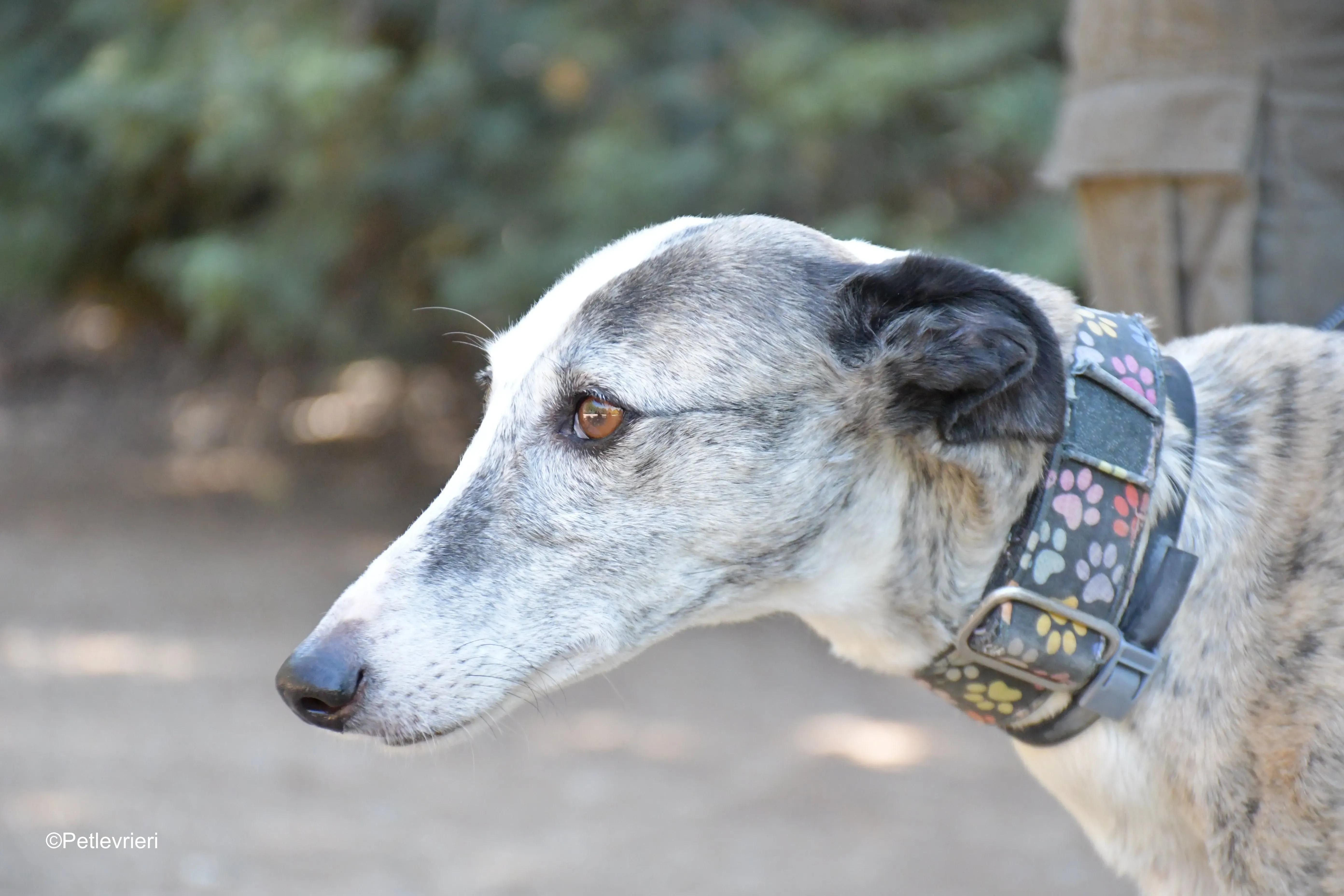 luna adozione levrieri galgo 10