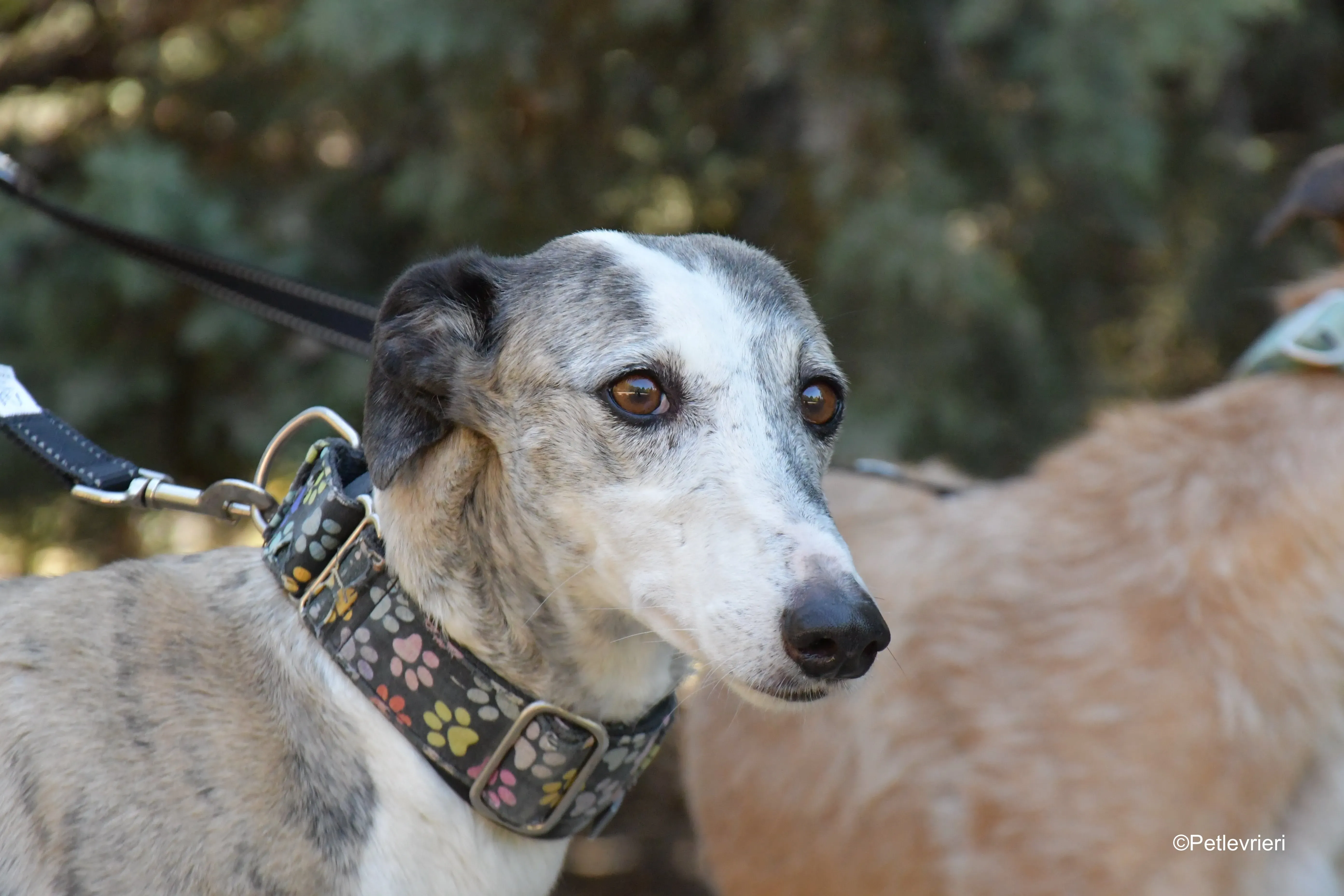 luna adozione levrieri galgo 12