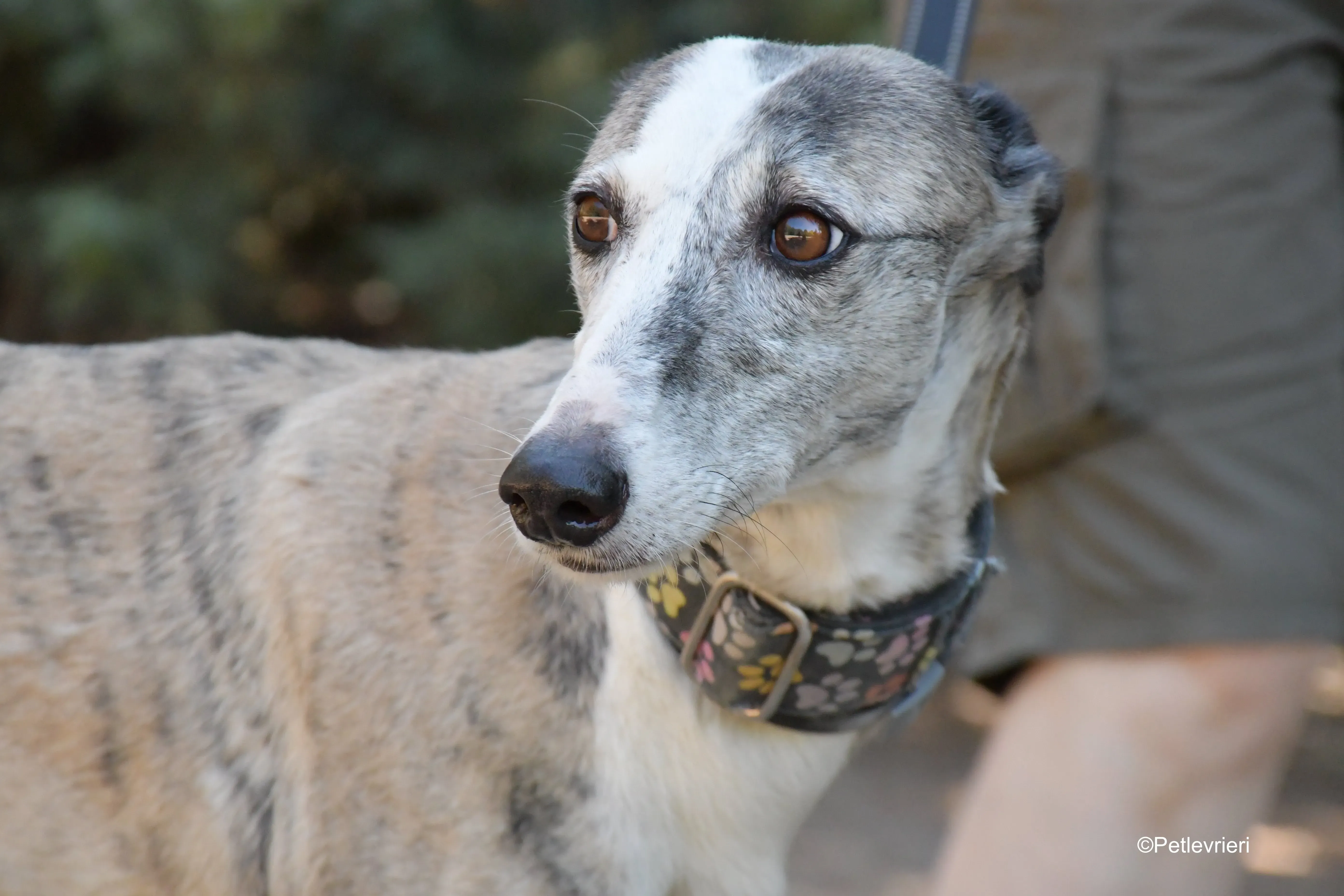 luna adozione levrieri galgo 13