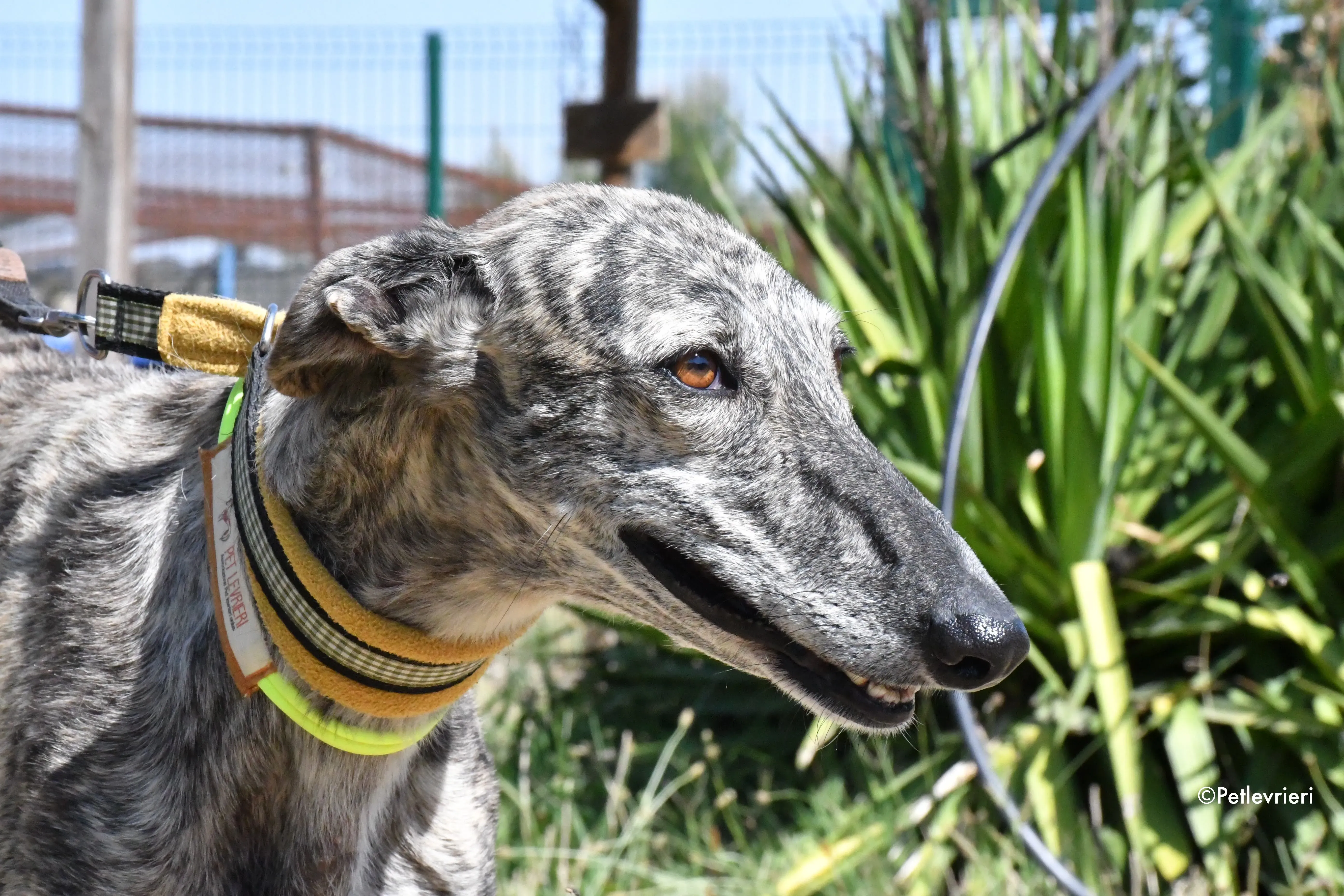 luna adozione levrieri galgo 15