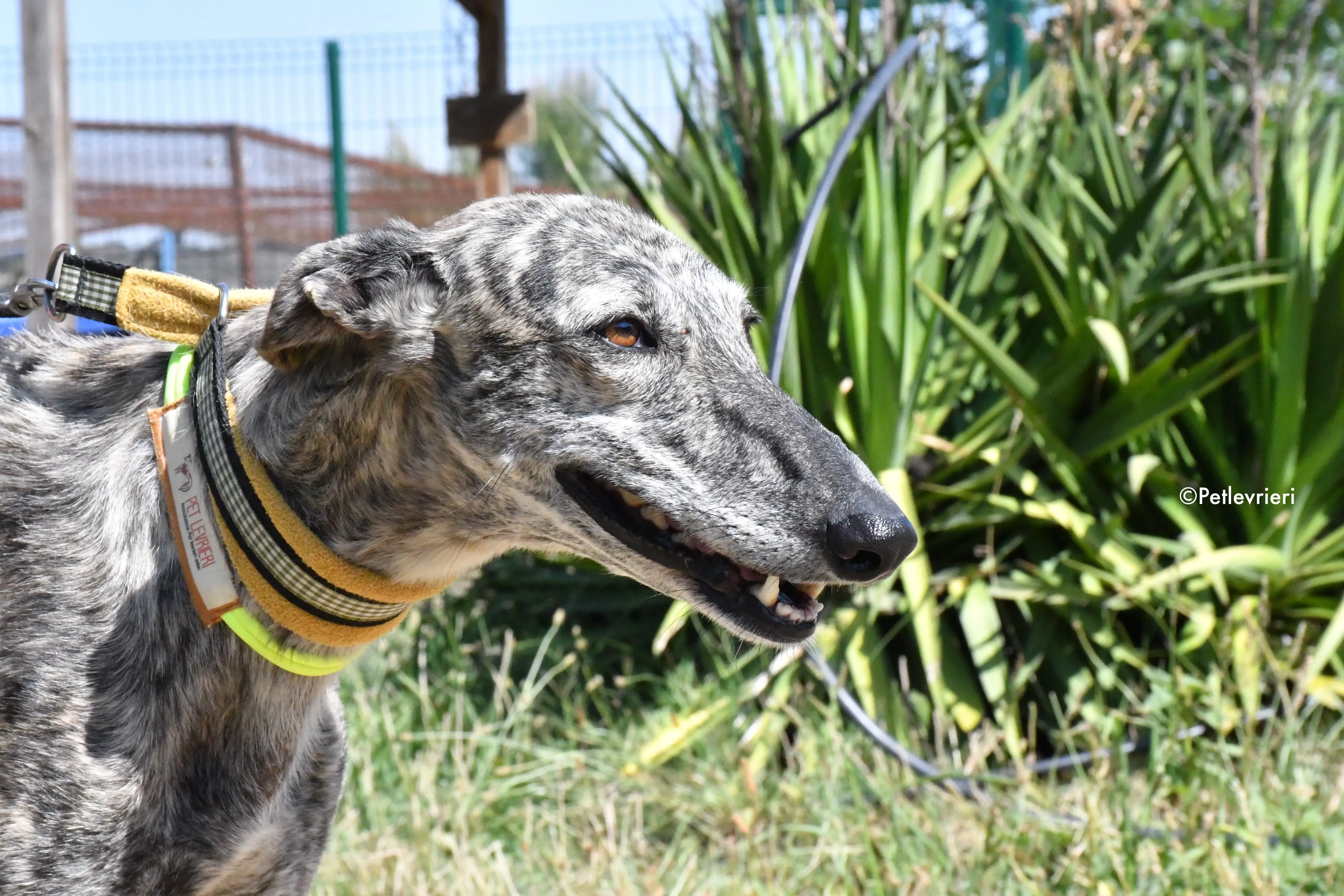 luna adozione levrieri galgo 16