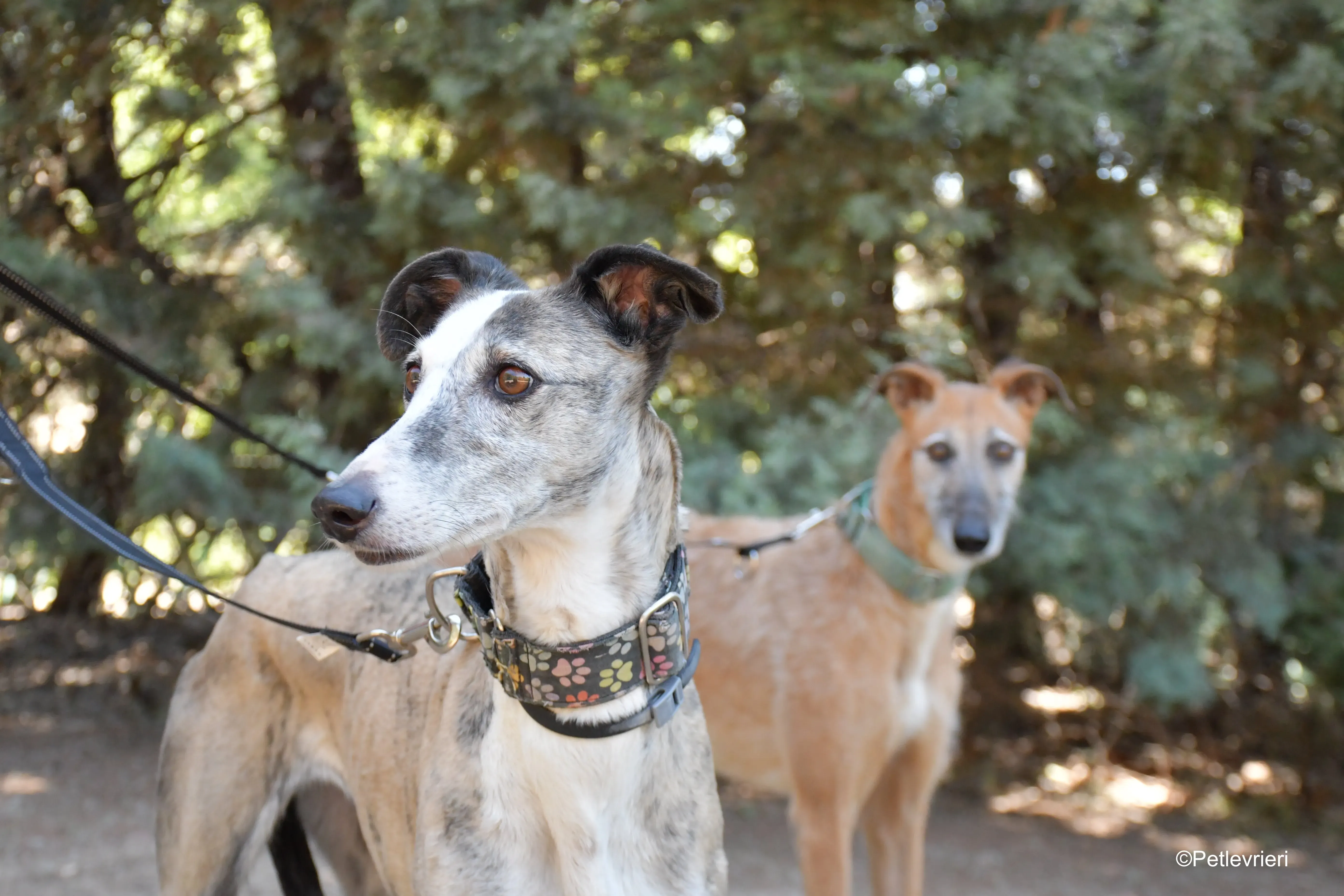 luna adozione levrieri galgo 1