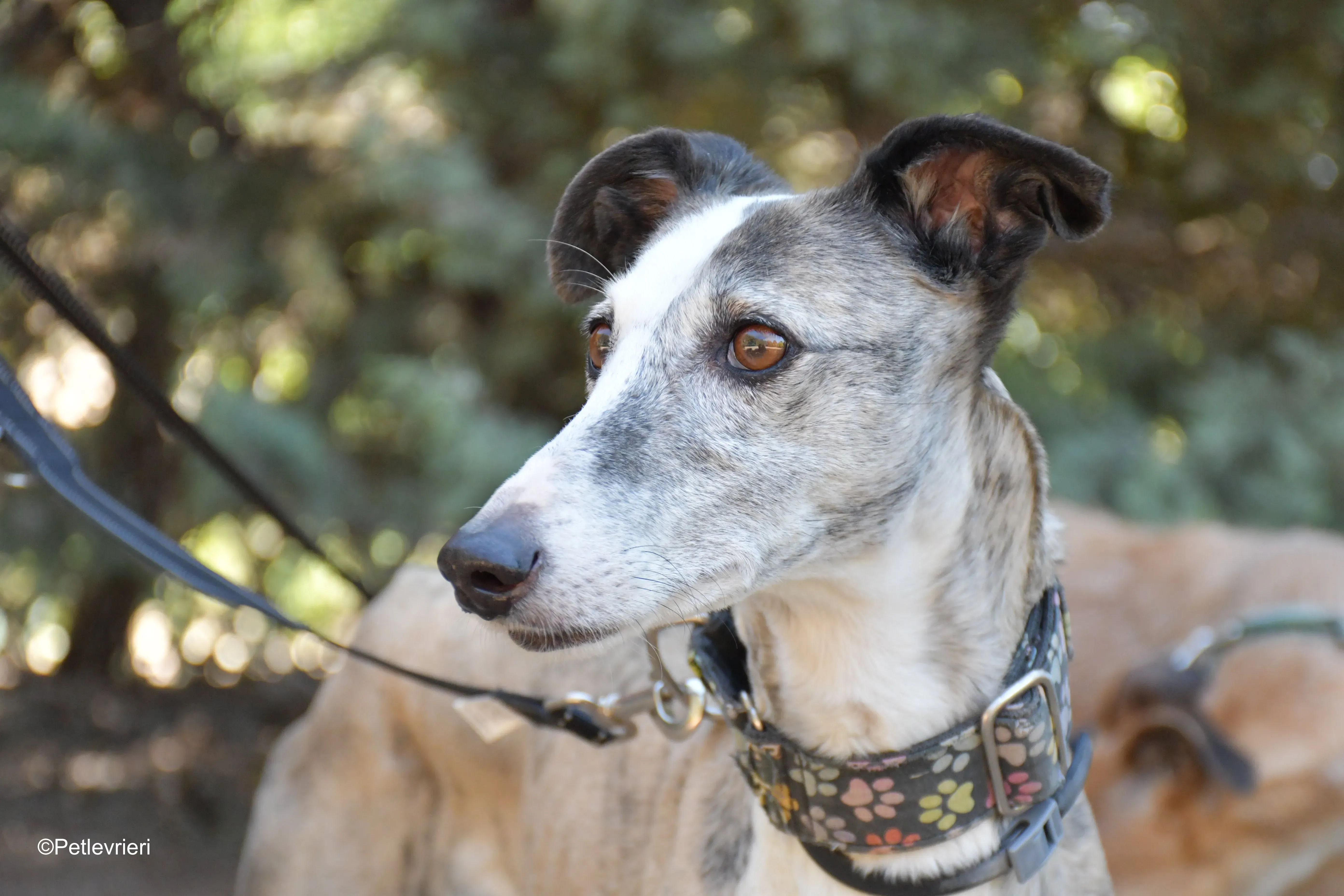 luna adozione levrieri galgo 2