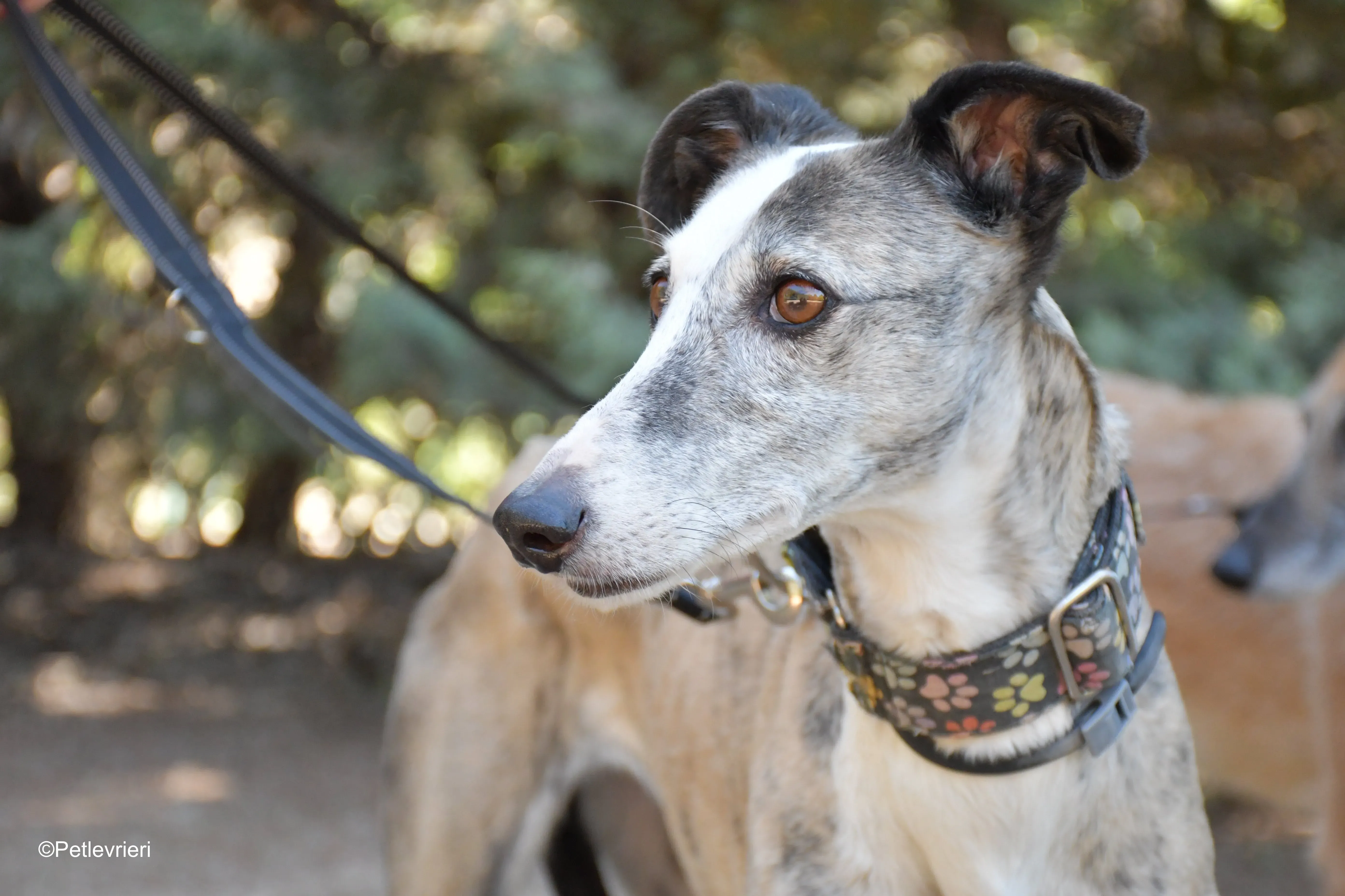 luna adozione levrieri galgo 3