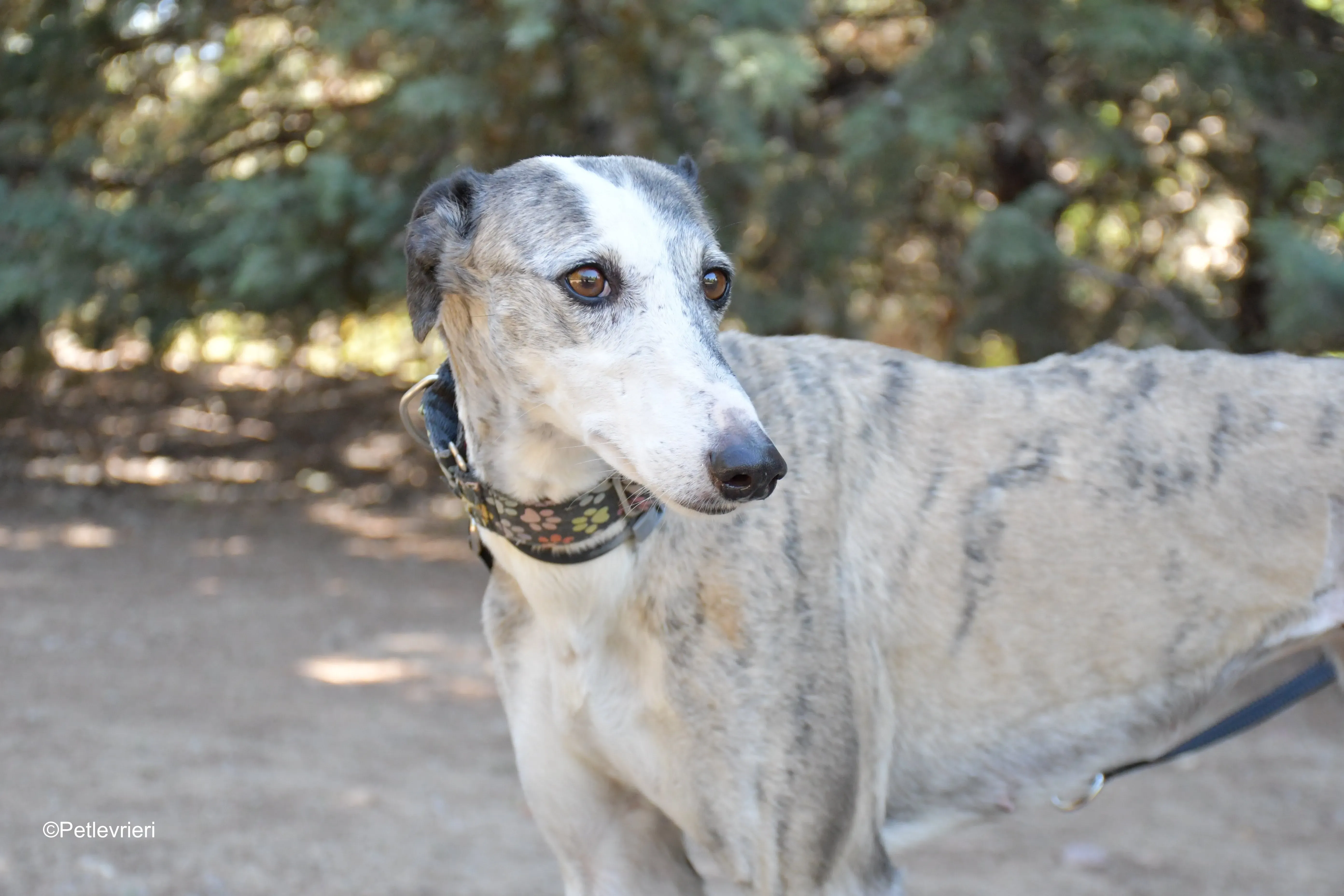 luna adozione levrieri galgo 7