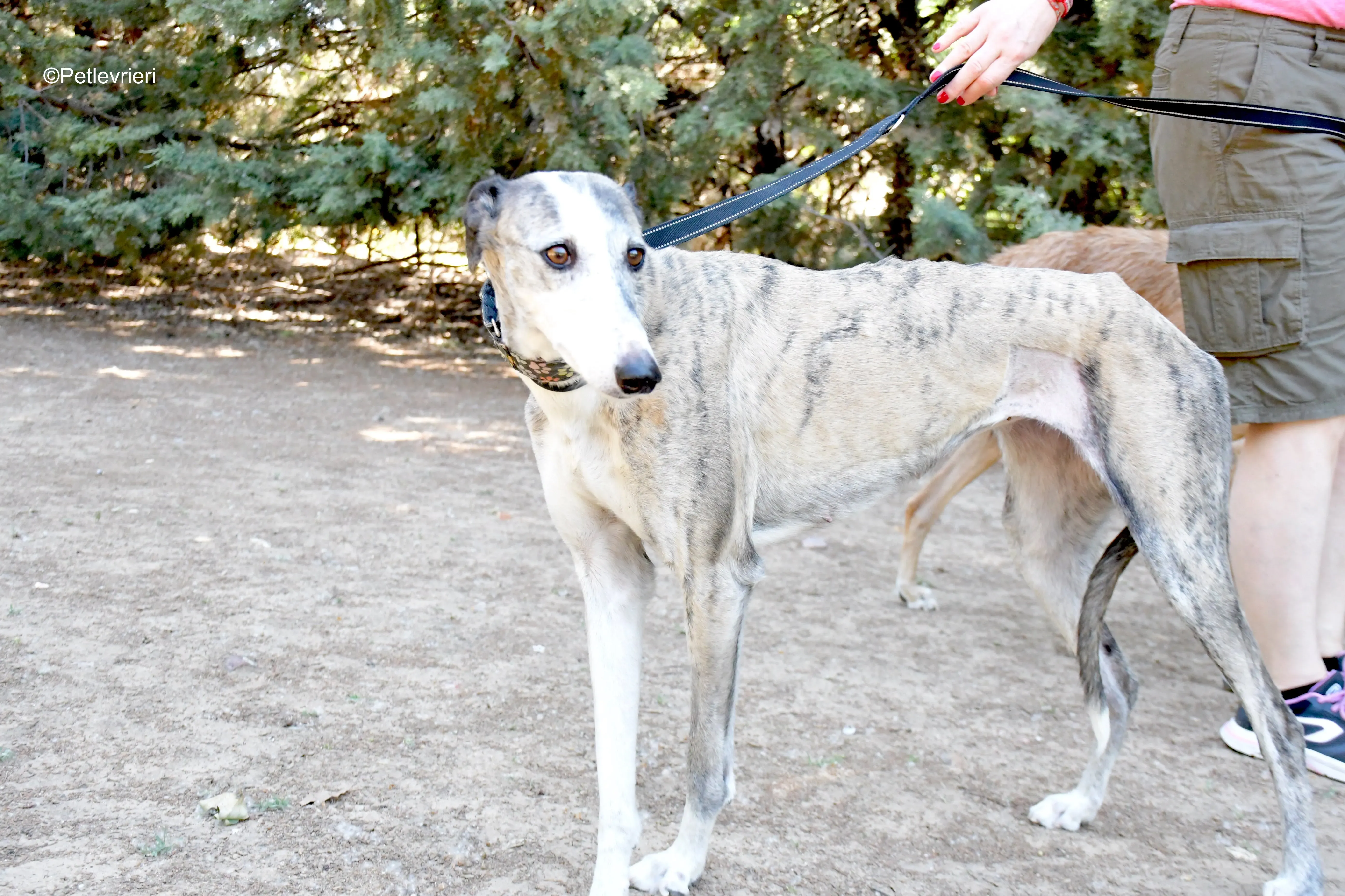 luna adozione levrieri galgo 9