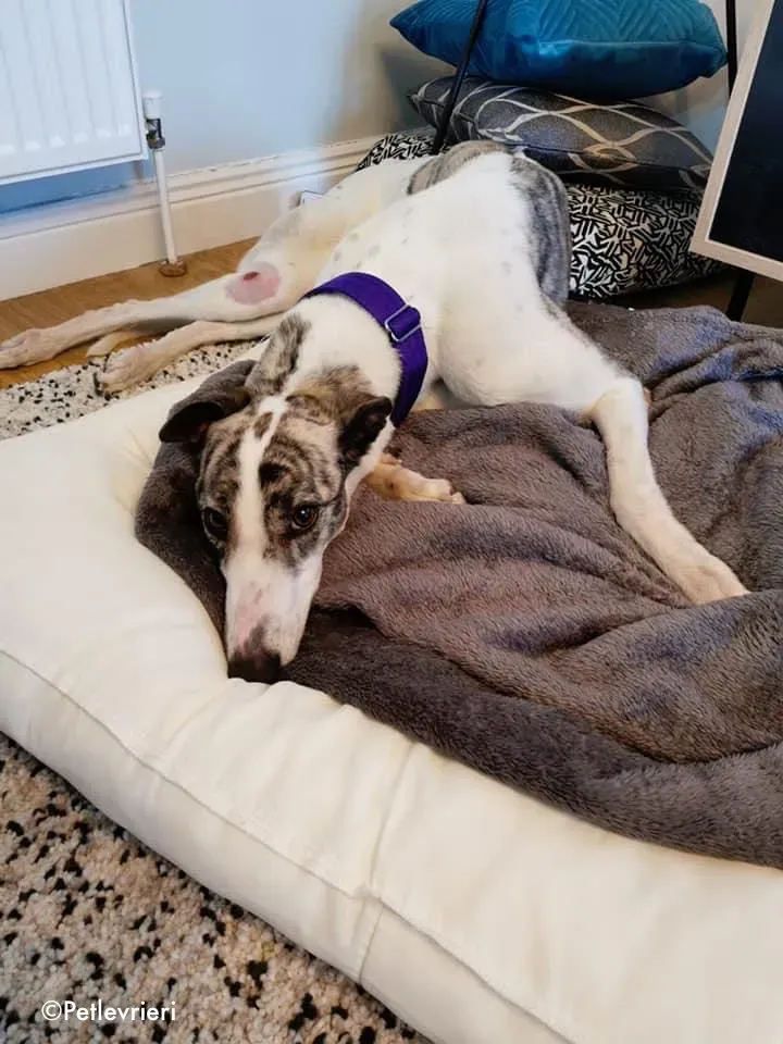 luna adozione levrieri greyhound 1