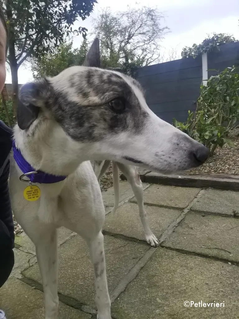 luna adozione levrieri greyhound 10