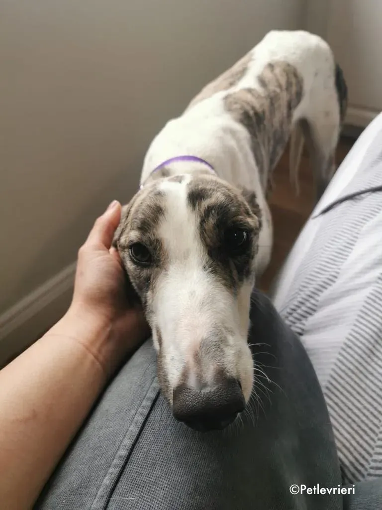 luna adozione levrieri greyhound 11