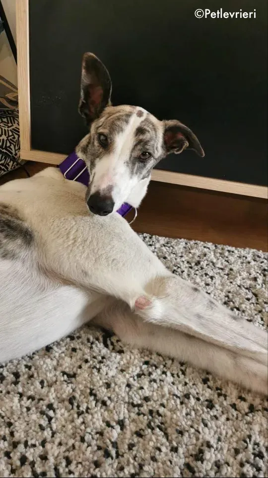 luna adozione levrieri greyhound 12
