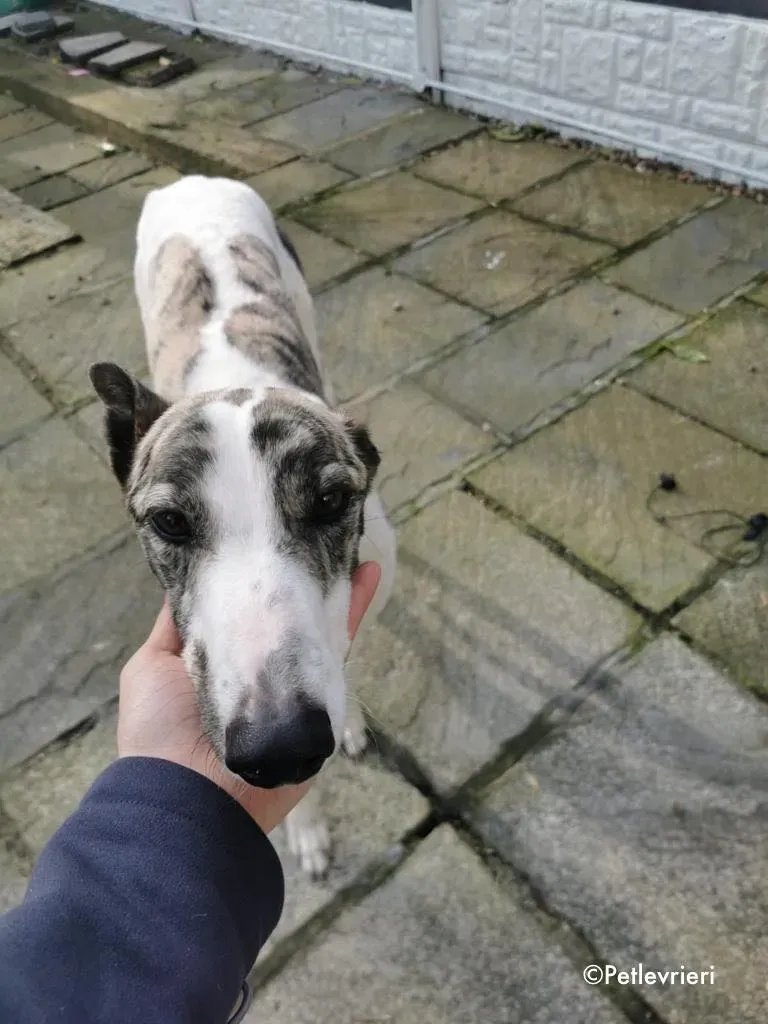 luna adozione levrieri greyhound 13