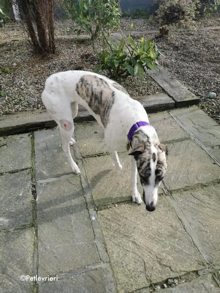 luna adozione levrieri greyhound 14