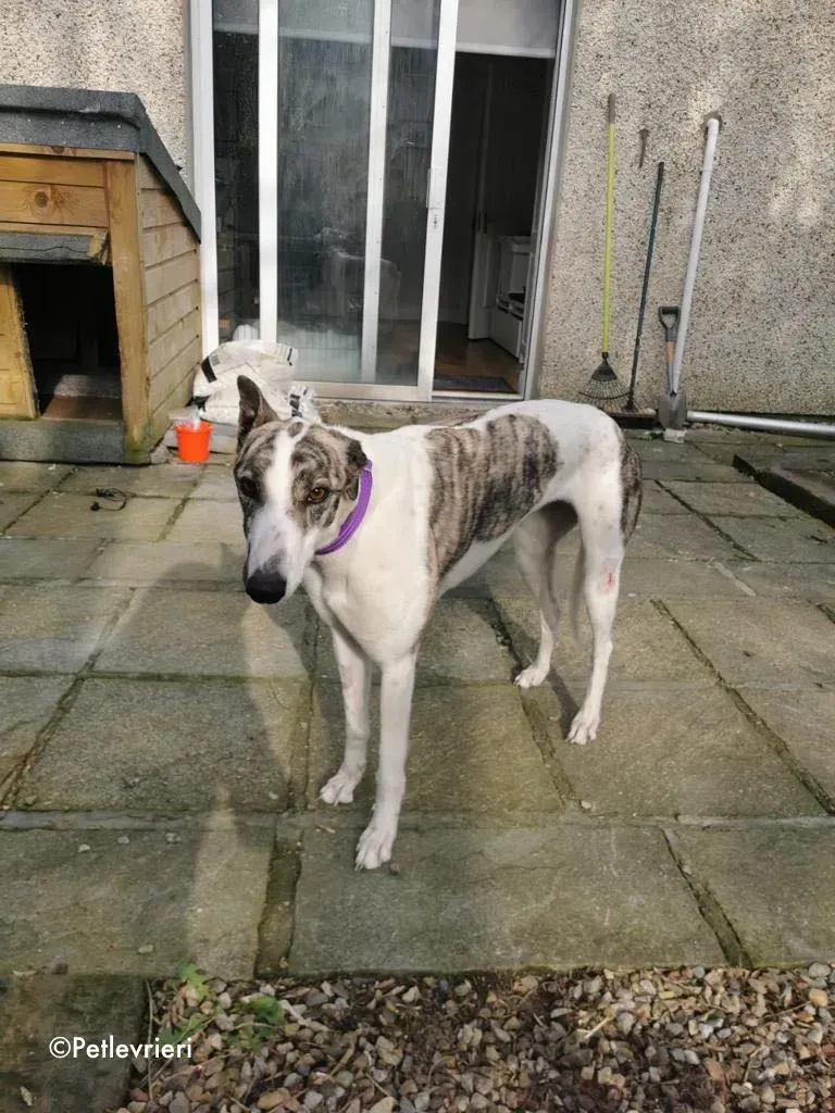 luna adozione levrieri greyhound 15