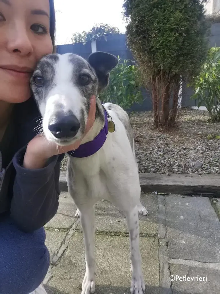 luna adozione levrieri greyhound 16