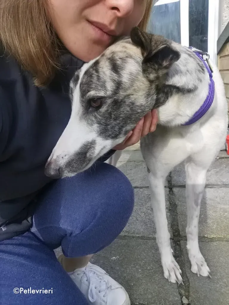 luna adozione levrieri greyhound 17