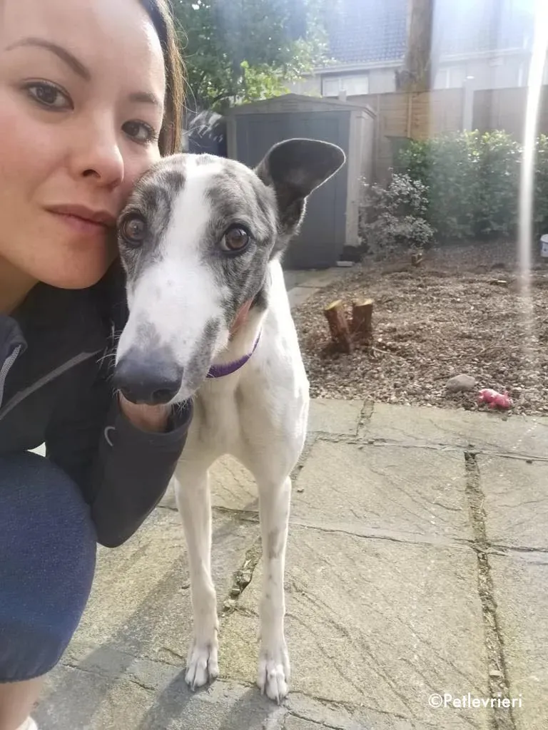 luna adozione levrieri greyhound 18