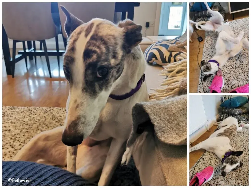luna adozione levrieri greyhound 19