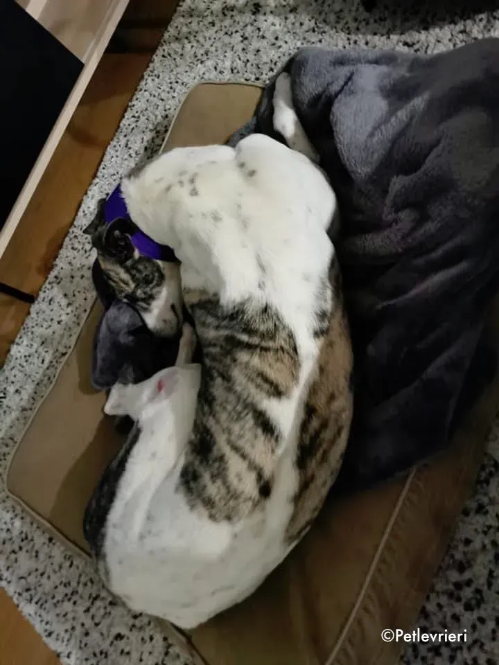 luna adozione levrieri greyhound 2