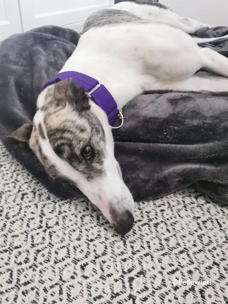 luna adozione levrieri greyhound 3