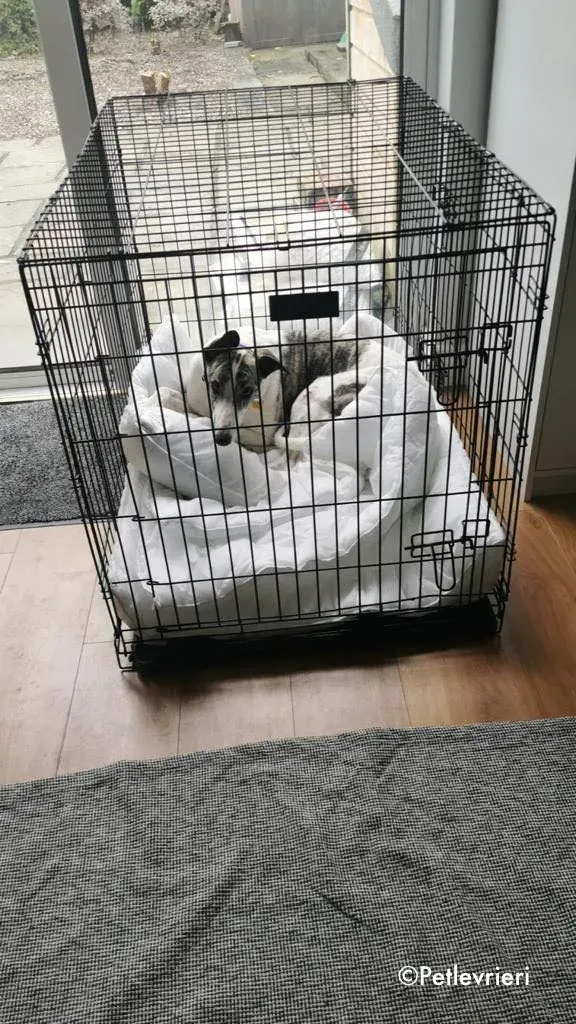 luna adozione levrieri greyhound 4