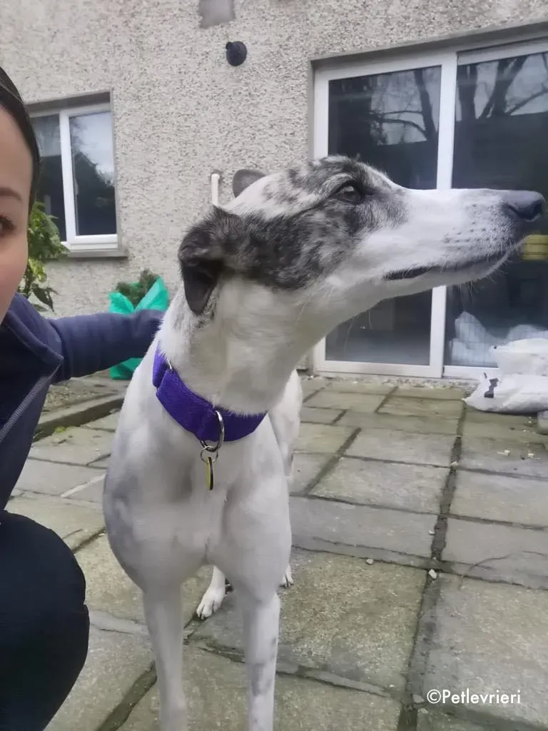 luna adozione levrieri greyhound 5