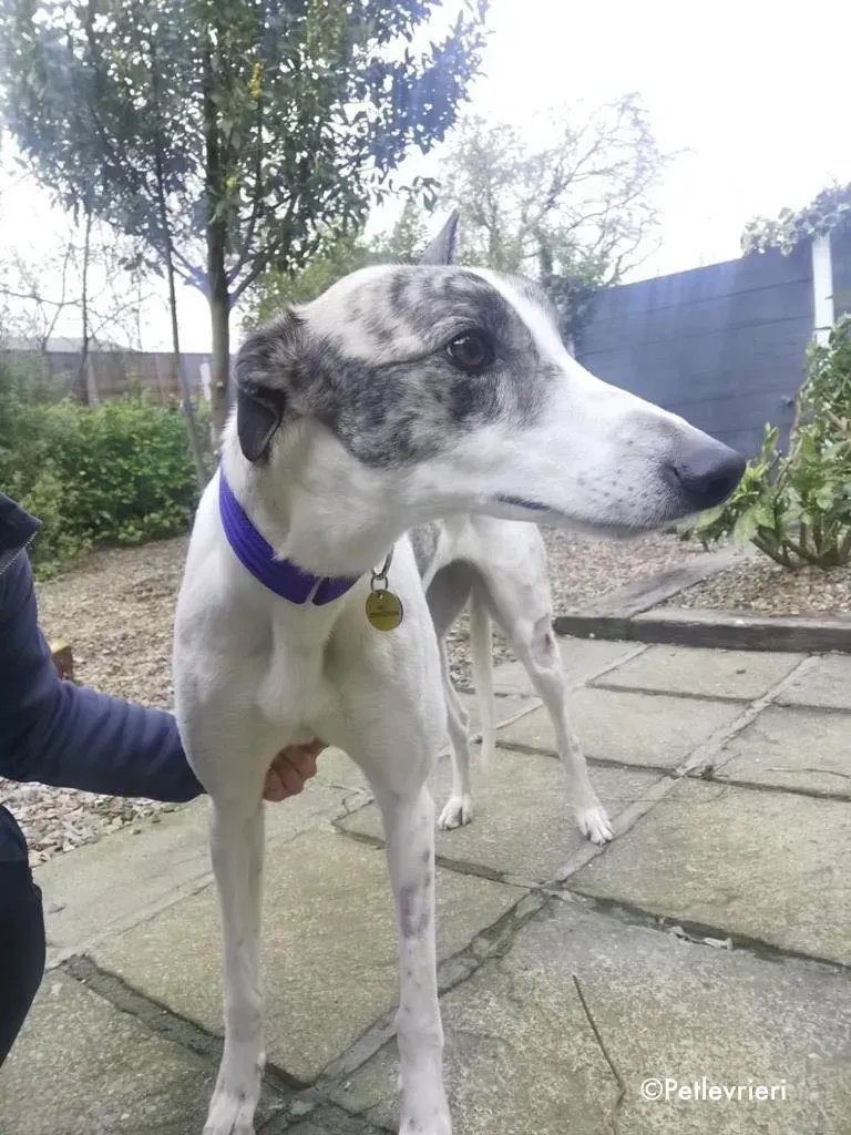 luna adozione levrieri greyhound 6