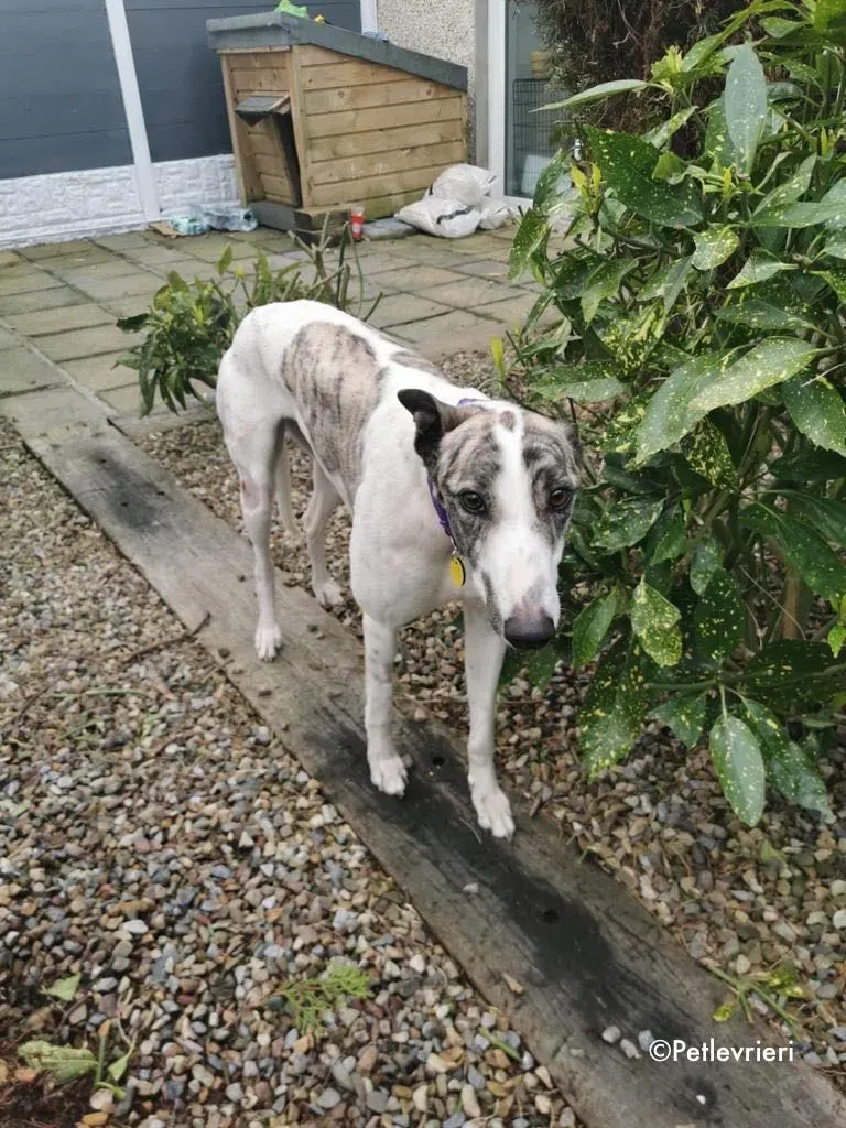 luna adozione levrieri greyhound 7