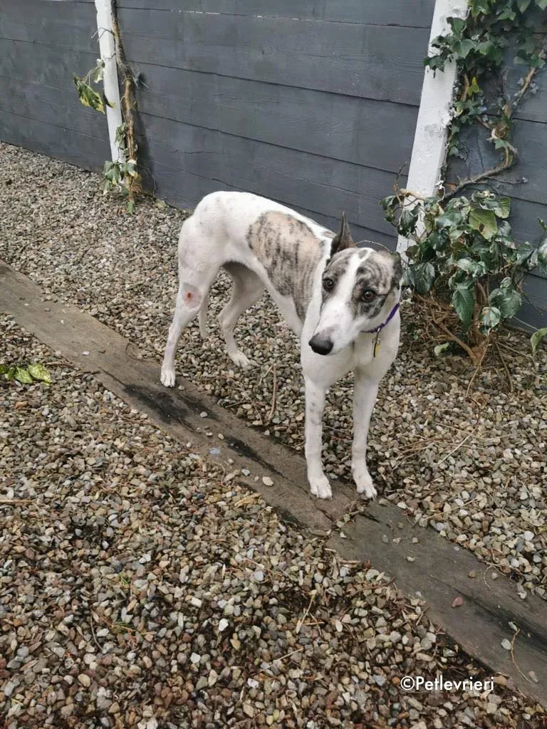 luna adozione levrieri greyhound 8