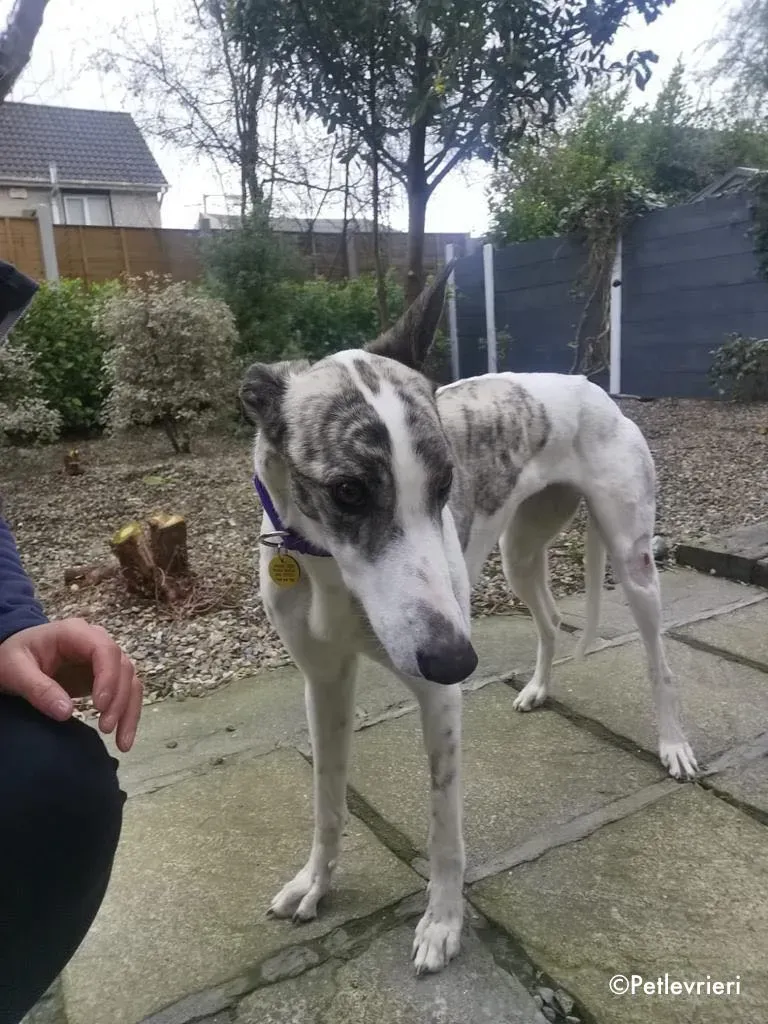 luna adozione levrieri greyhound 9