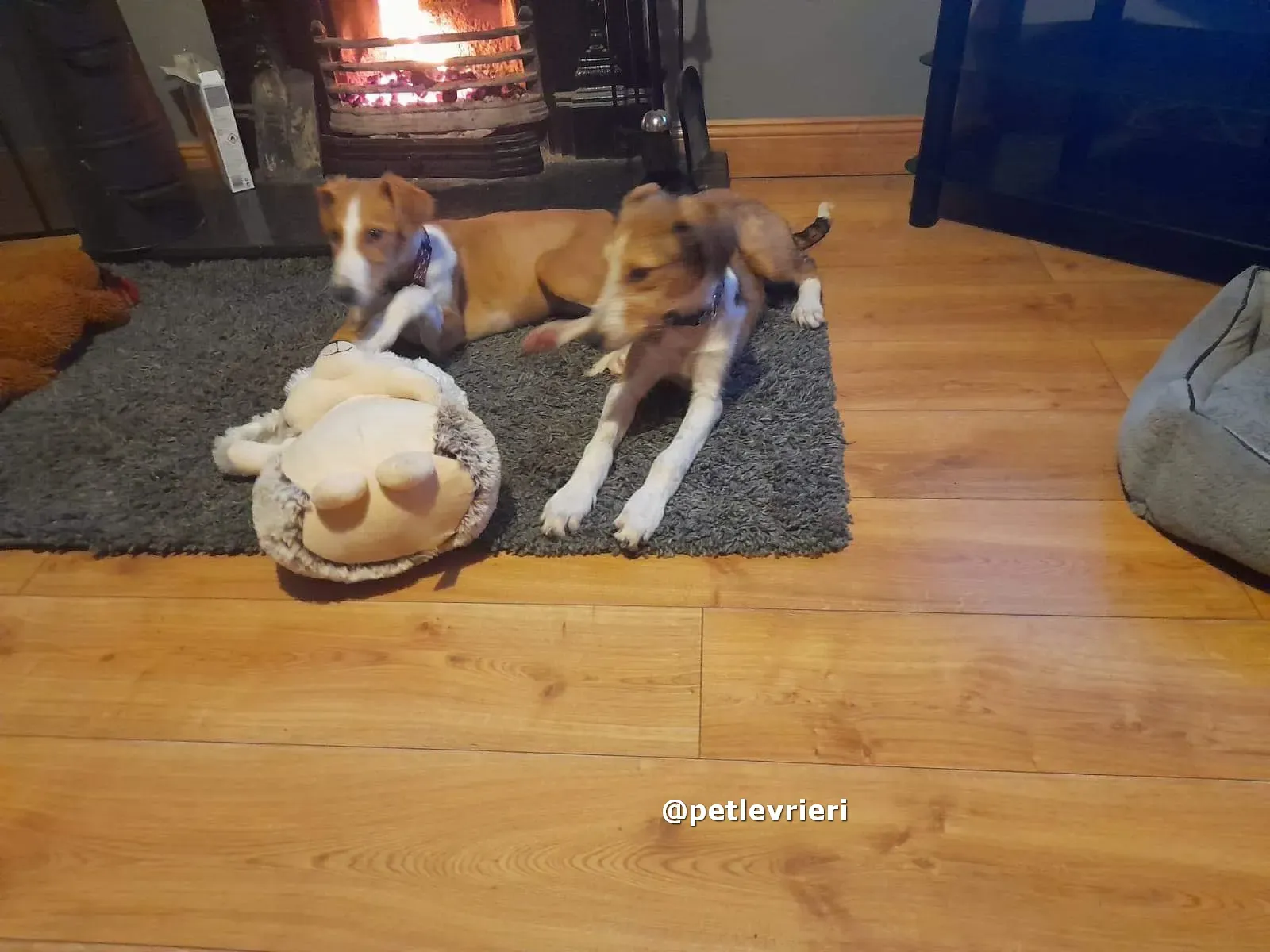 luna adozione lurcher saluki pet levrieri 02