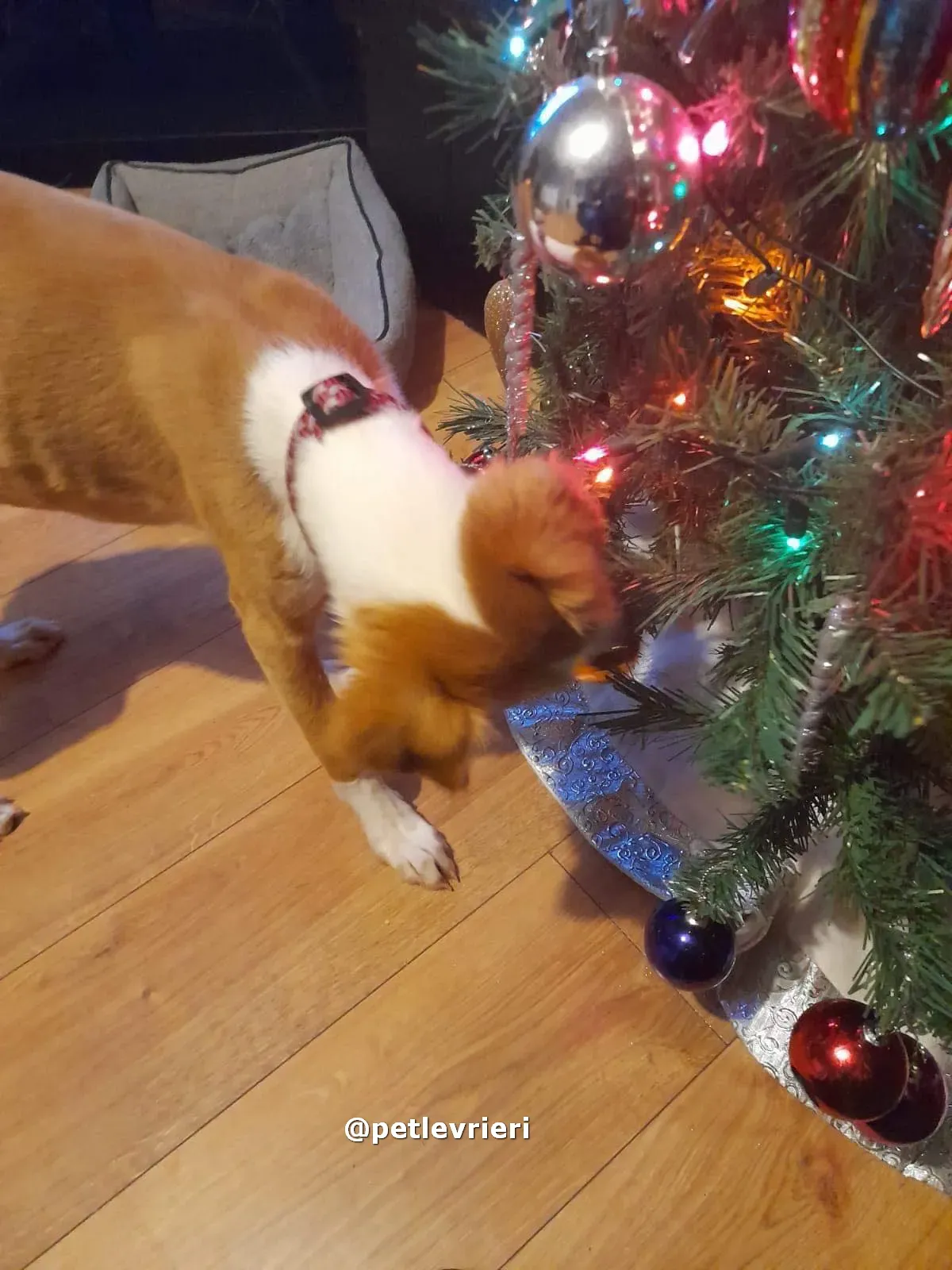 luna adozione lurcher saluki pet levrieri 04