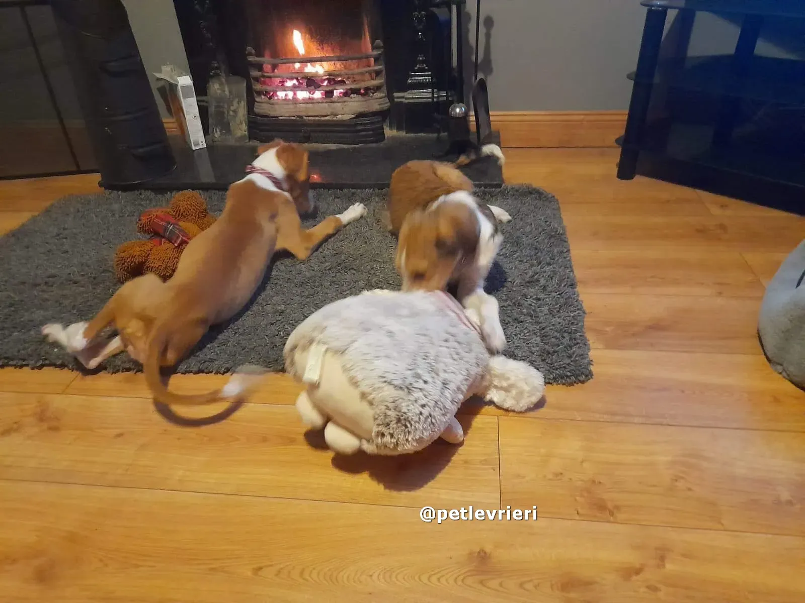 luna adozione lurcher saluki pet levrieri 06