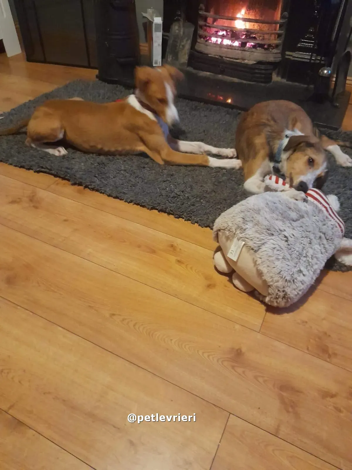 luna adozione lurcher saluki pet levrieri 07