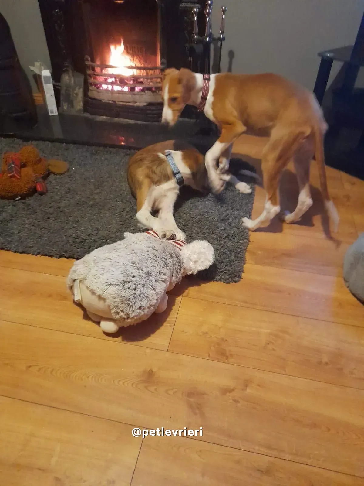 luna adozione lurcher saluki pet levrieri 08