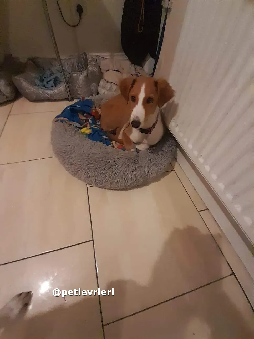 luna adozione lurcher saluki pet levrieri 09