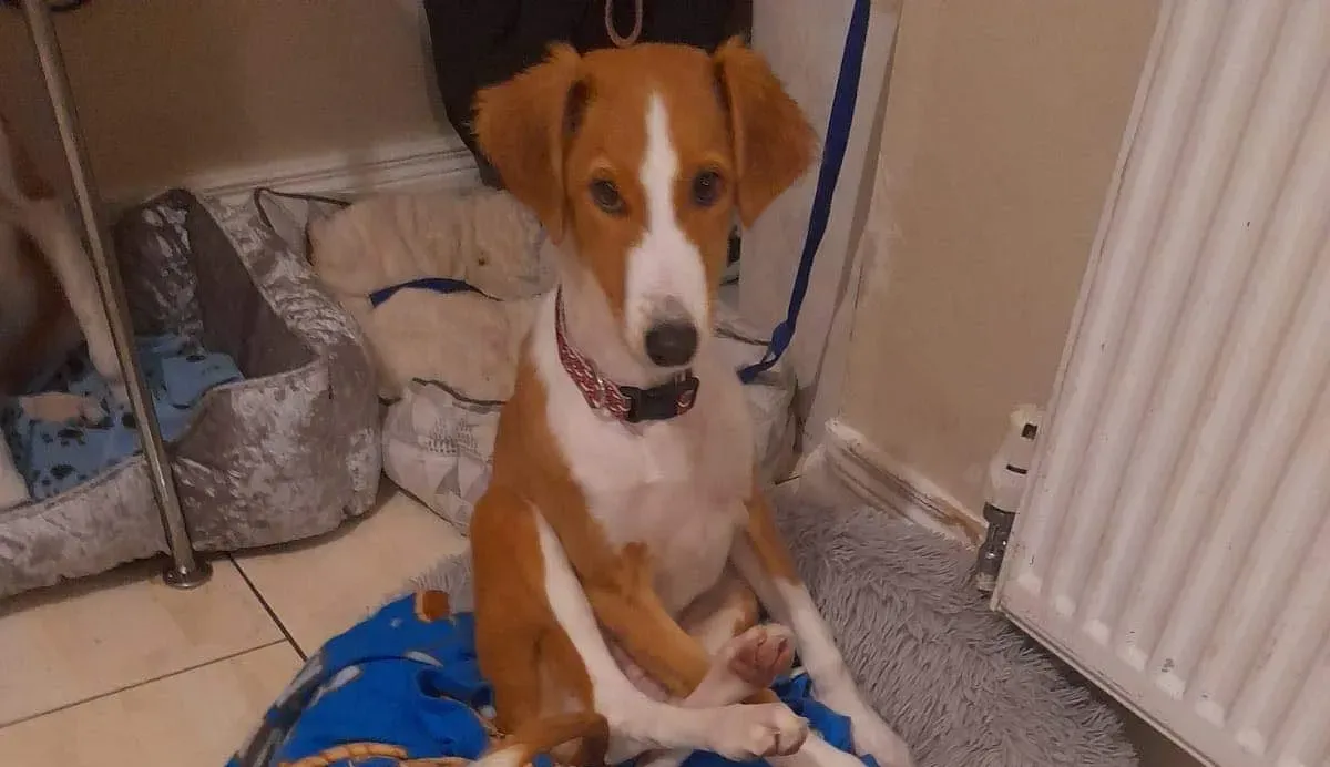 luna adozione lurcher saluki pet levrieri 10 e1639467854261