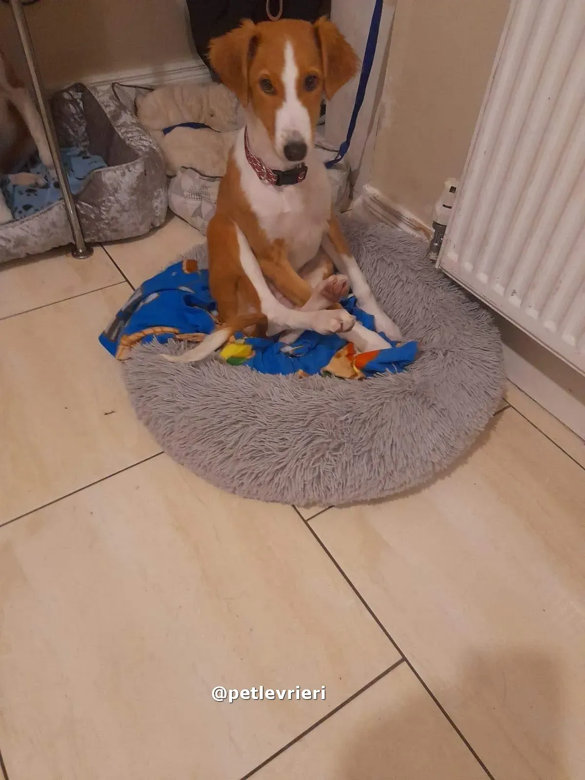 luna adozione lurcher saluki pet levrieri 10