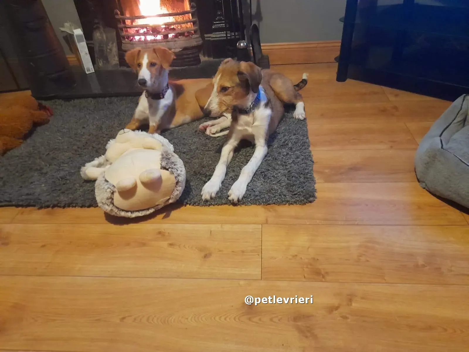 luna adozione lurcher saluki pet levrieri 12