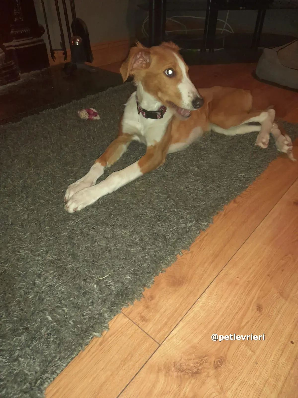 luna adozione lurcher saluki pet levrieri 14