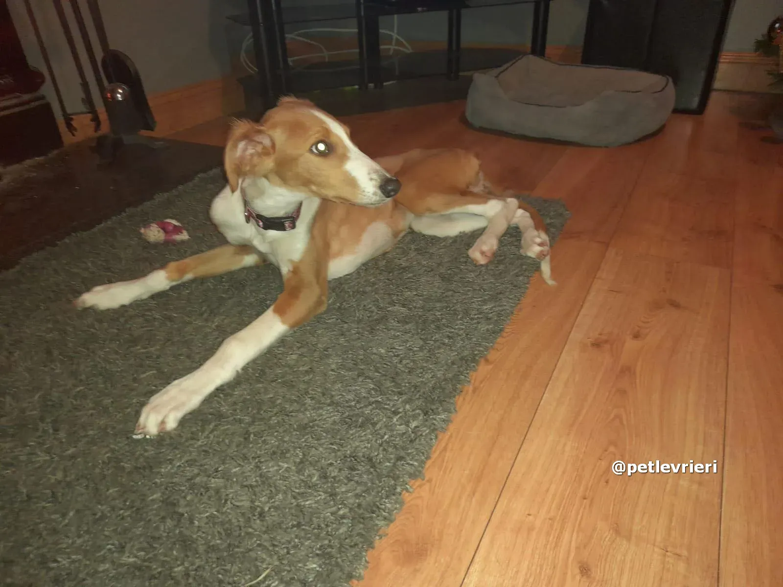 luna adozione lurcher saluki pet levrieri 15