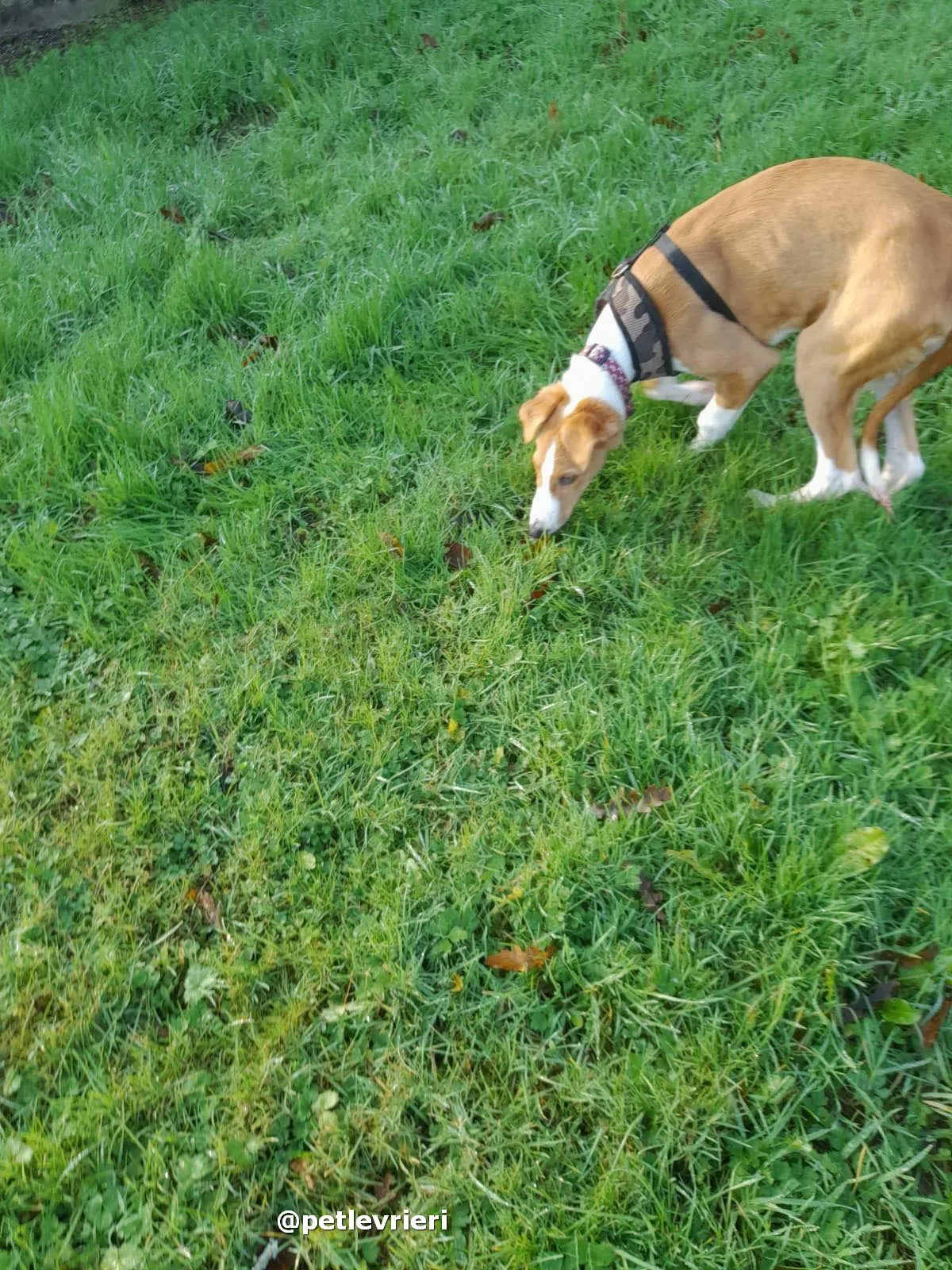 luna adozione lurcher saluki pet levrieri 16 1