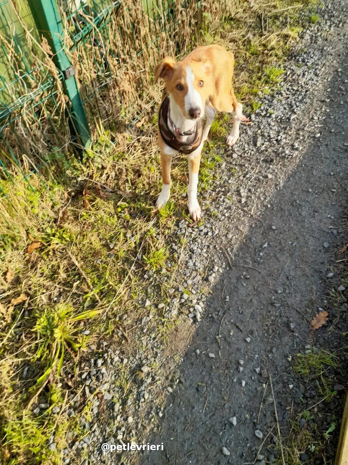 luna adozione lurcher saluki pet levrieri 17
