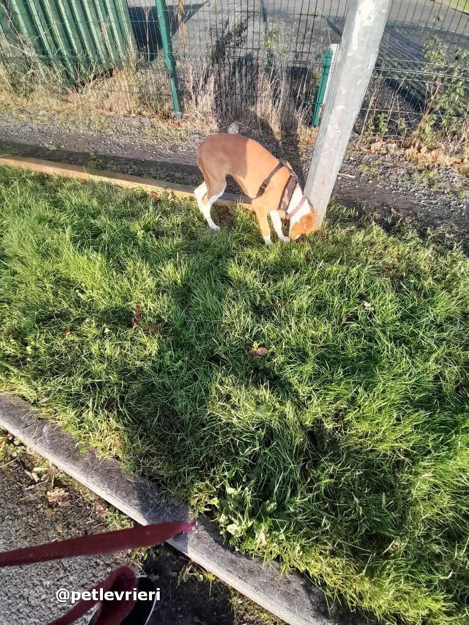 luna adozione lurcher saluki pet levrieri 18