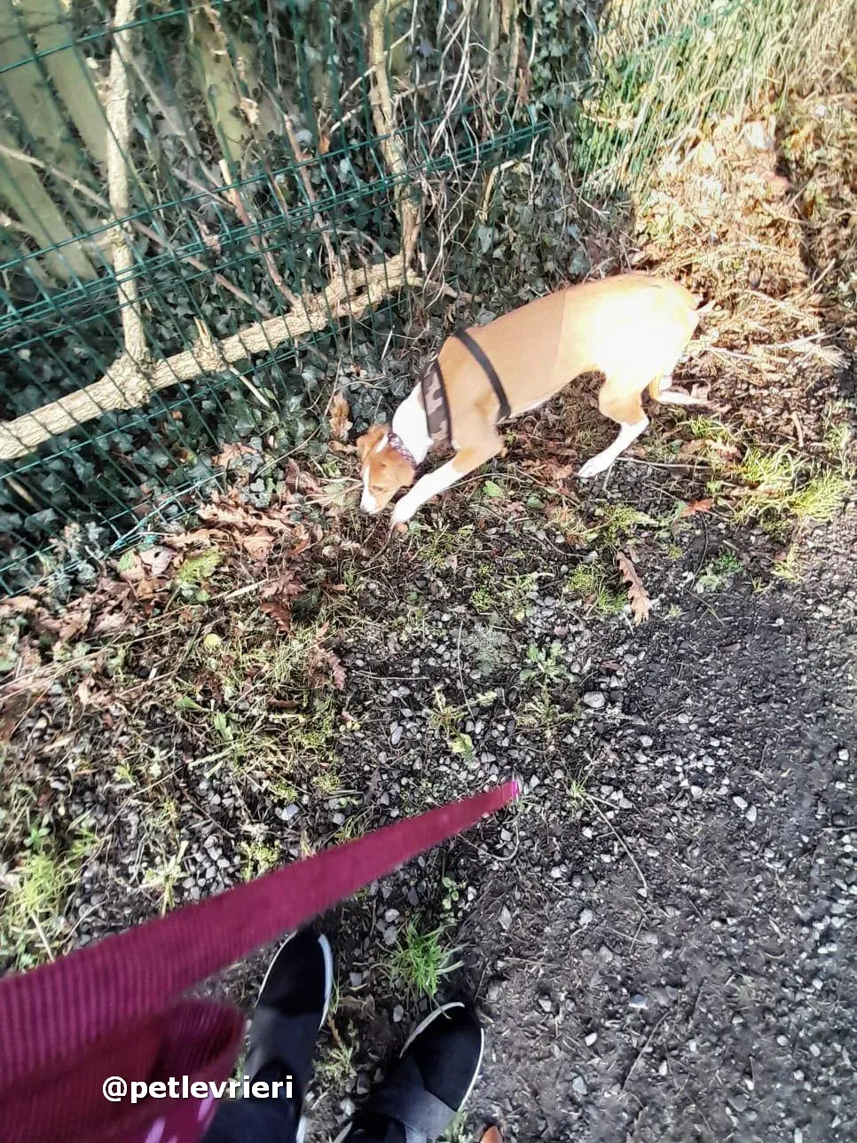 luna adozione lurcher saluki pet levrieri 19