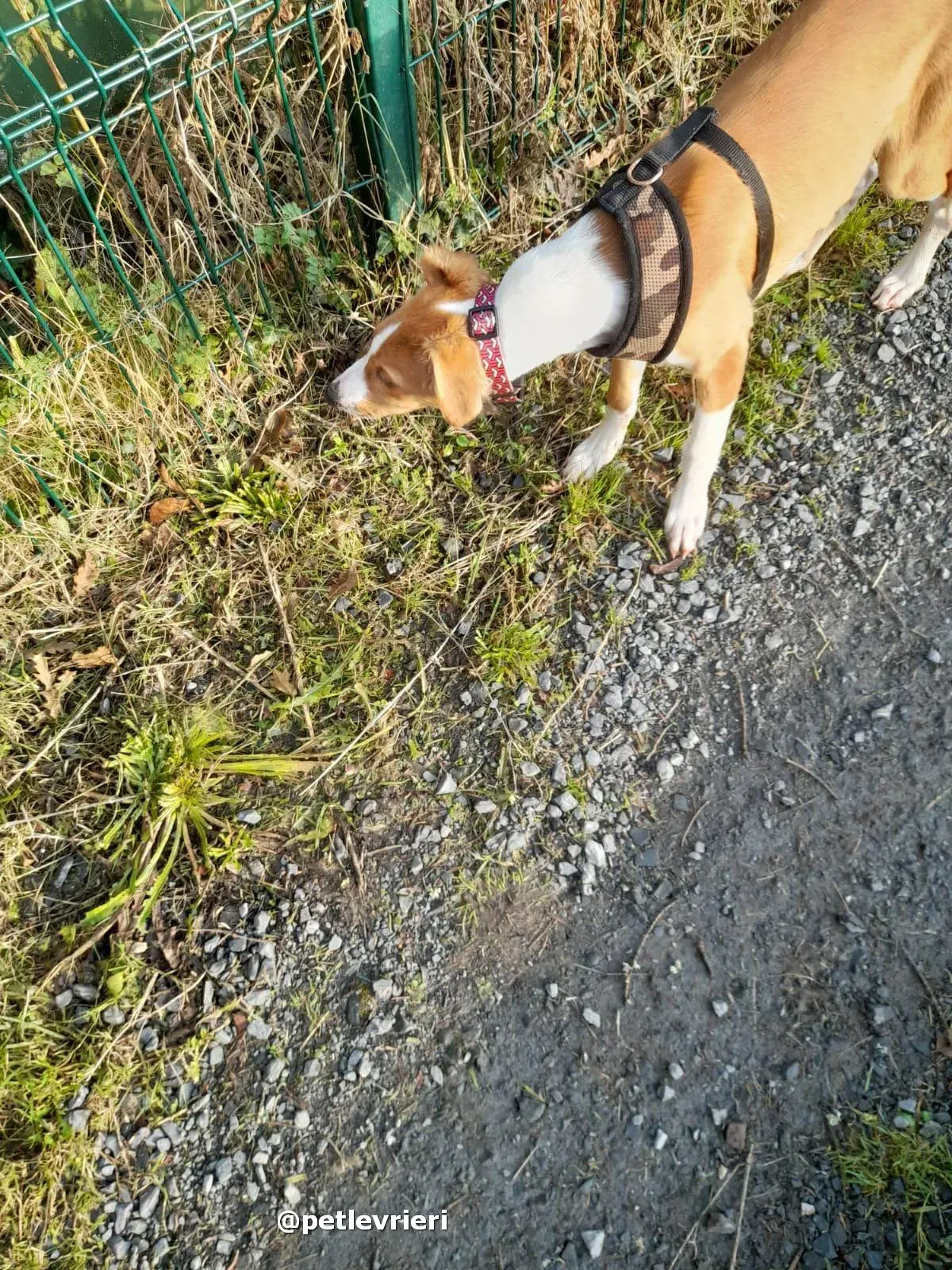 luna adozione lurcher saluki pet levrieri 21