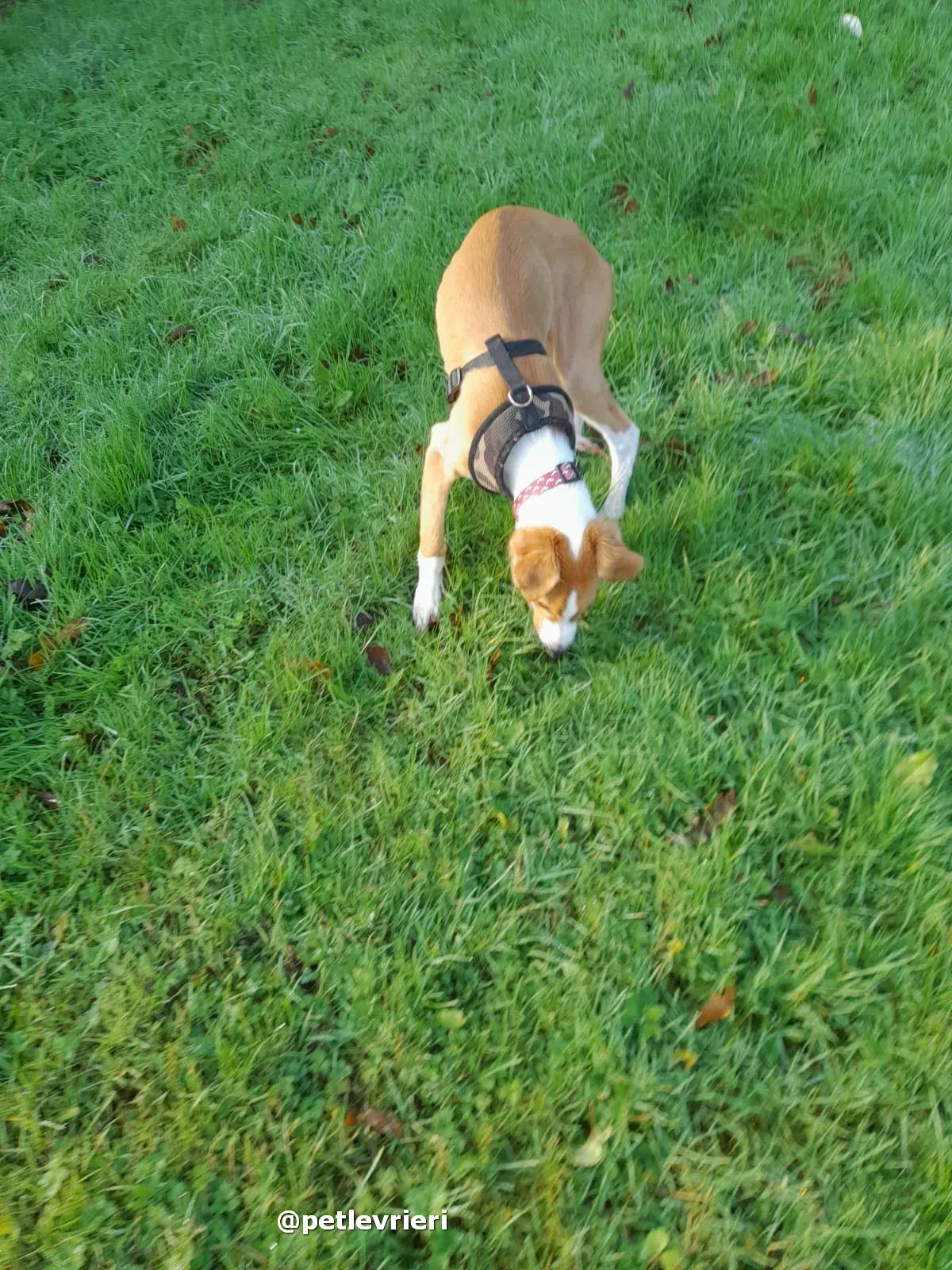 luna adozione lurcher saluki pet levrieri 22